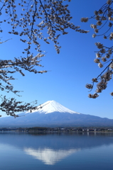 富士山と桜