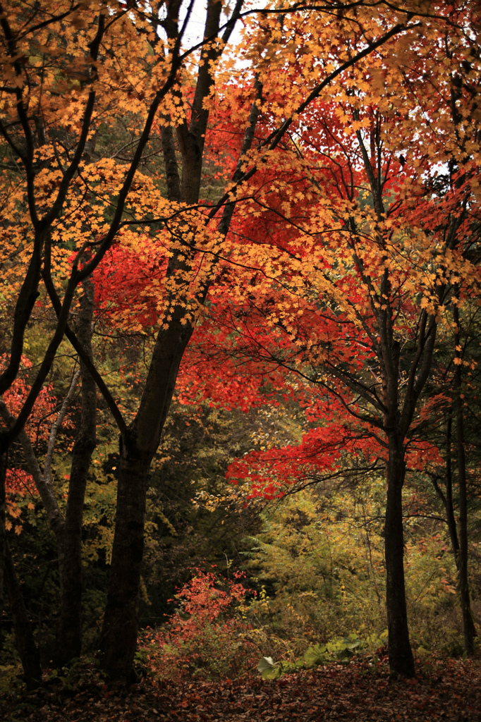 紅葉