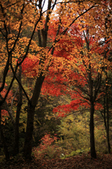 紅葉