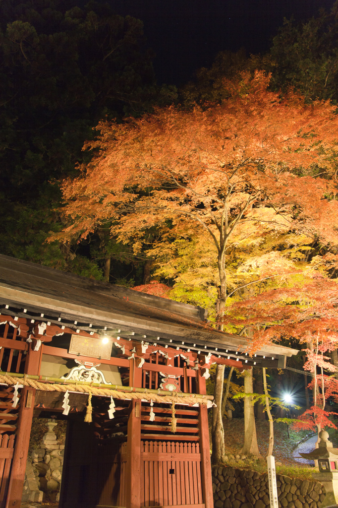 鳩ヶ嶺八幡宮　紅葉ライトアップ①
