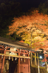 鳩ヶ嶺八幡宮　紅葉ライトアップ①