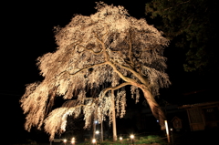 船魂神社の桜ライトアップ