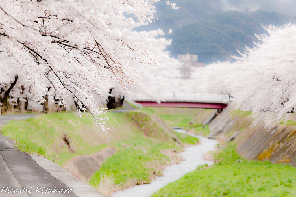 横河川桜並木②