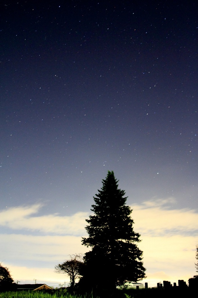 木と星空