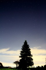 木と星空
