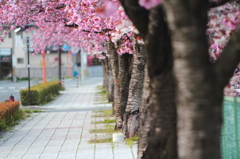 塚間川の八重桜