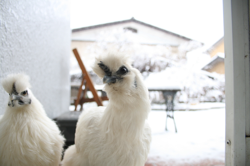 雪