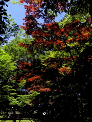 RIMG0655