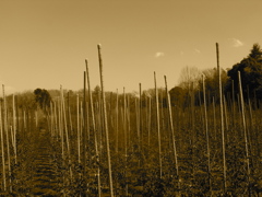 RIMG0357