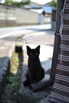 なんかちょうだい