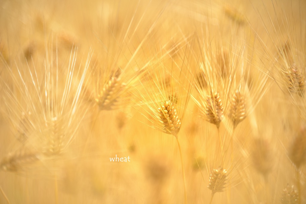 wheat