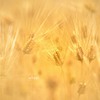 wheat
