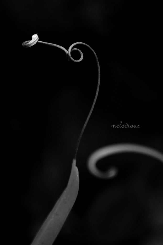 melodious