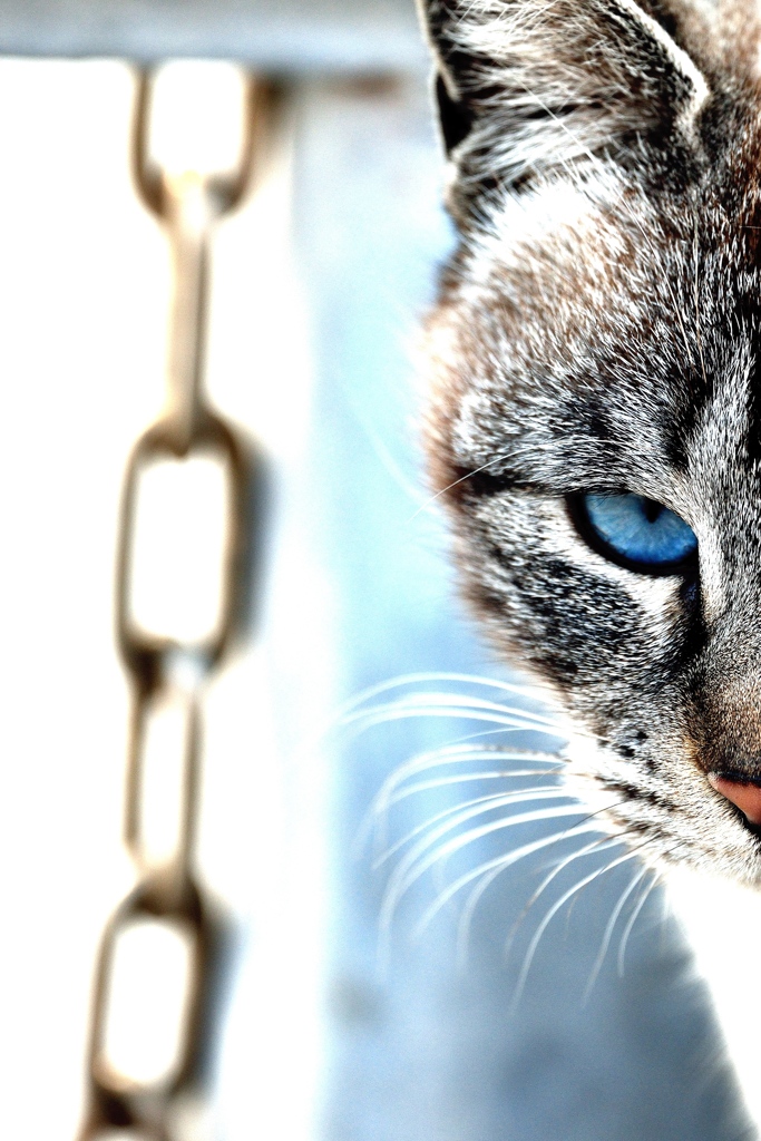 blue eye