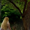 A forest of fairies
