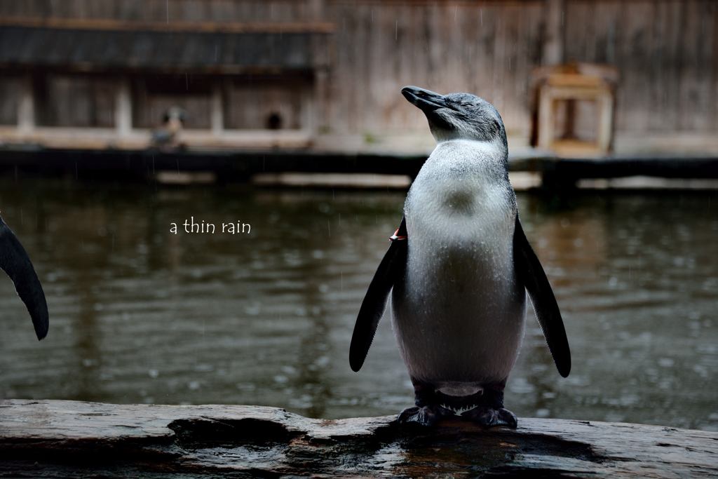 a thin rain