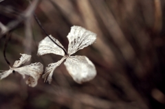 hydrangea