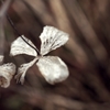 hydrangea