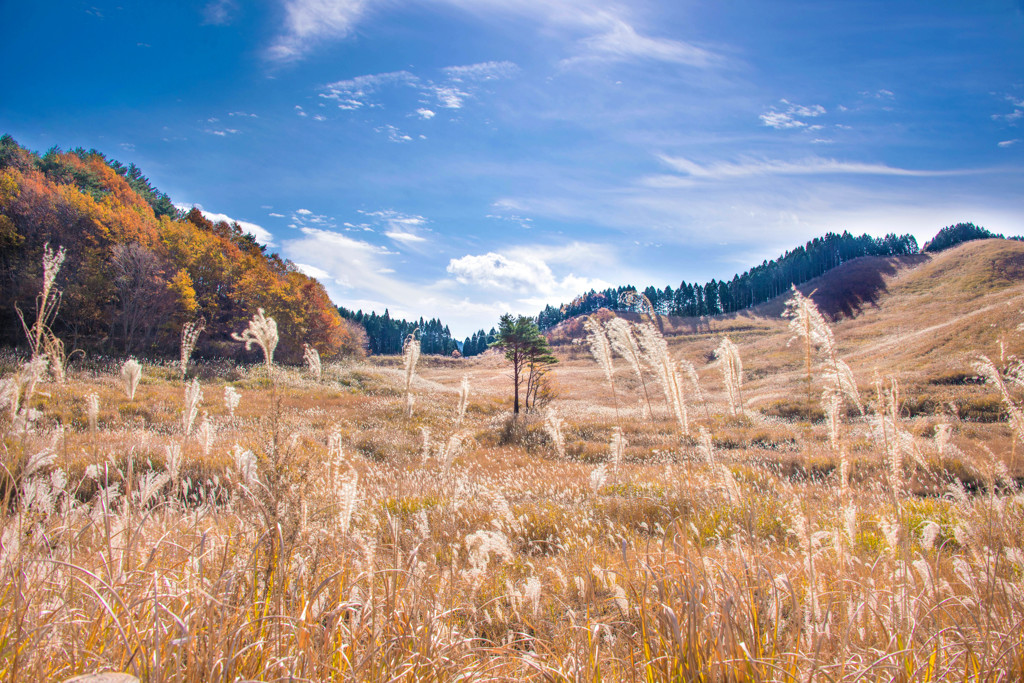 Norwegian Wood.