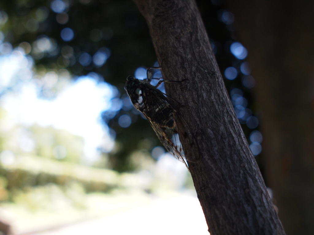 夏の終わりのミンミンゼミ