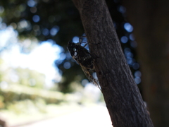 夏の終わりのミンミンゼミ