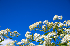 高原の花