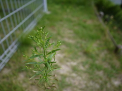 研究室の裏にて