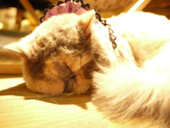 まんじゅうちゃん