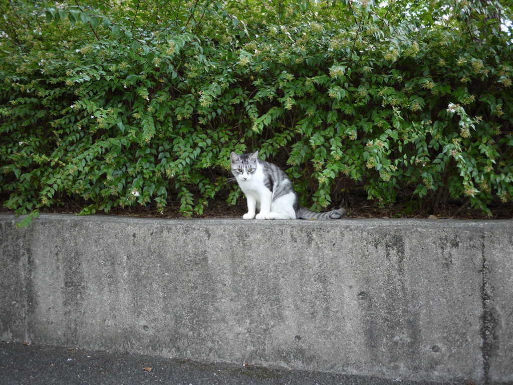 学校の野良ねこ