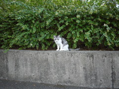学校の野良ねこ
