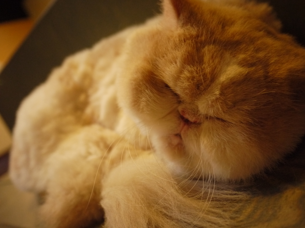 まんじゅうちゃん