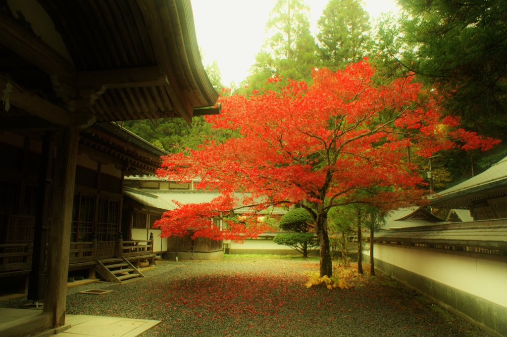 　一本の紅樹