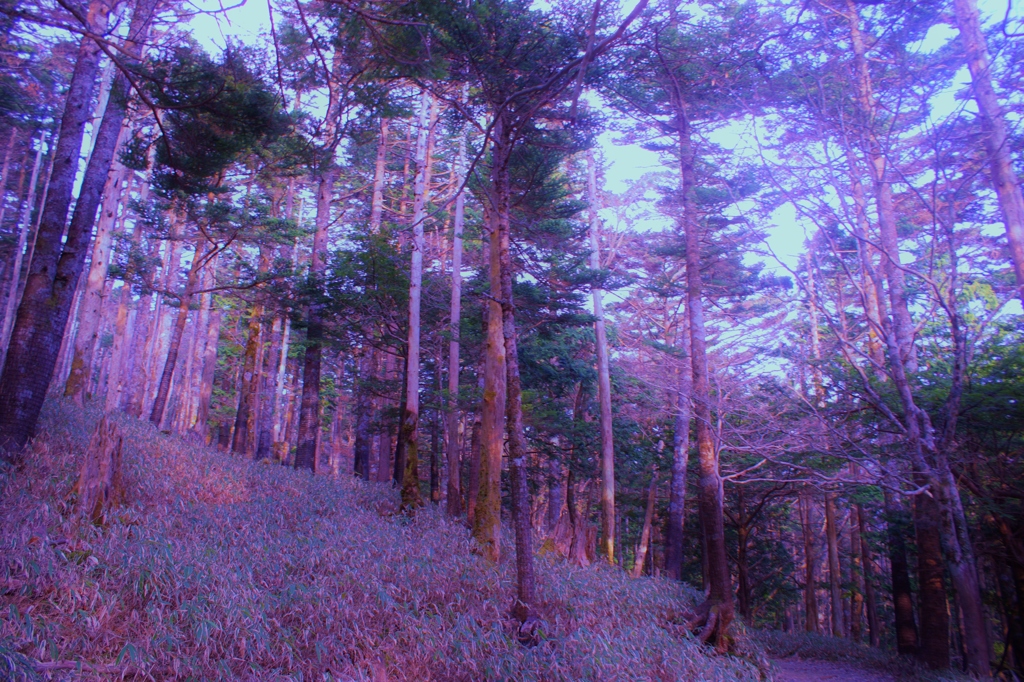 幽閉林