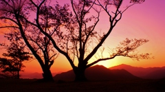 夕時