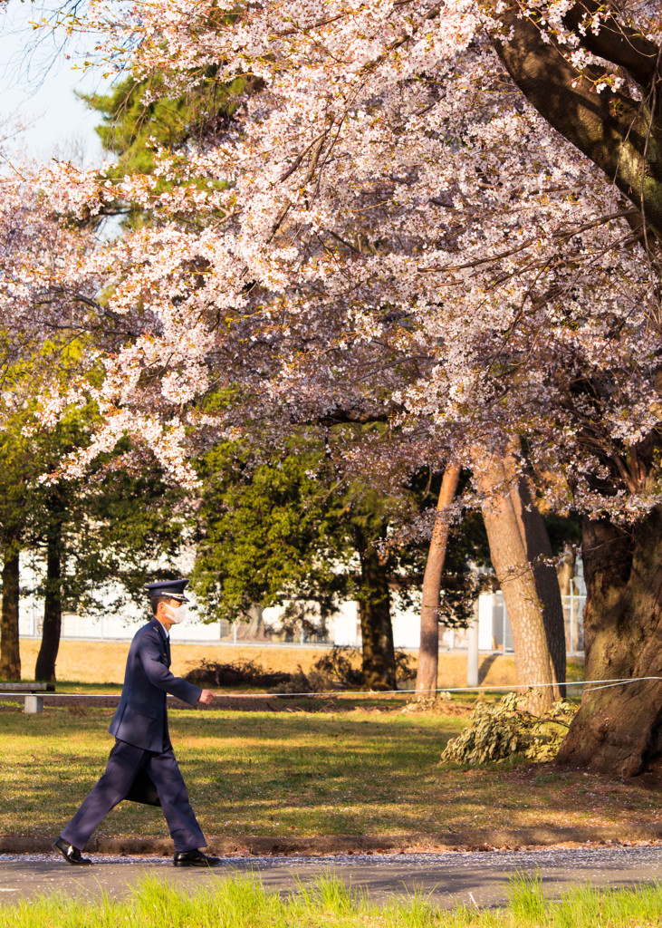 桜の下