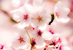 華桜