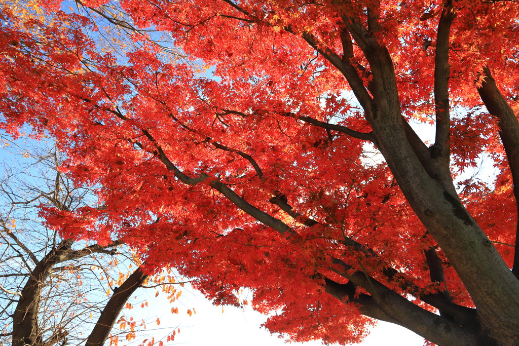 紅葉