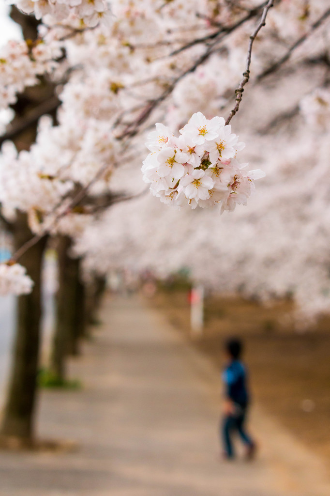 桜咲く