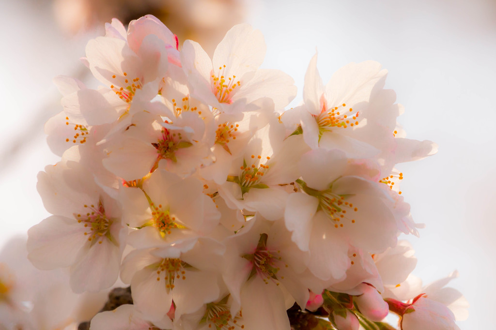 桜咲く♪