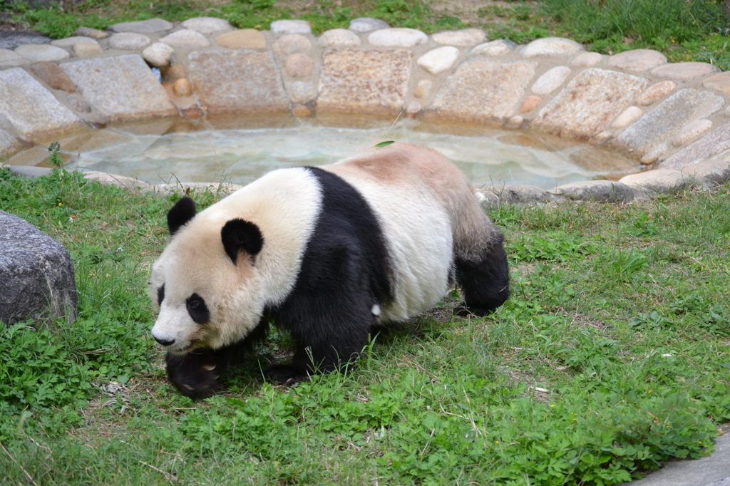 ふつうにパンダ