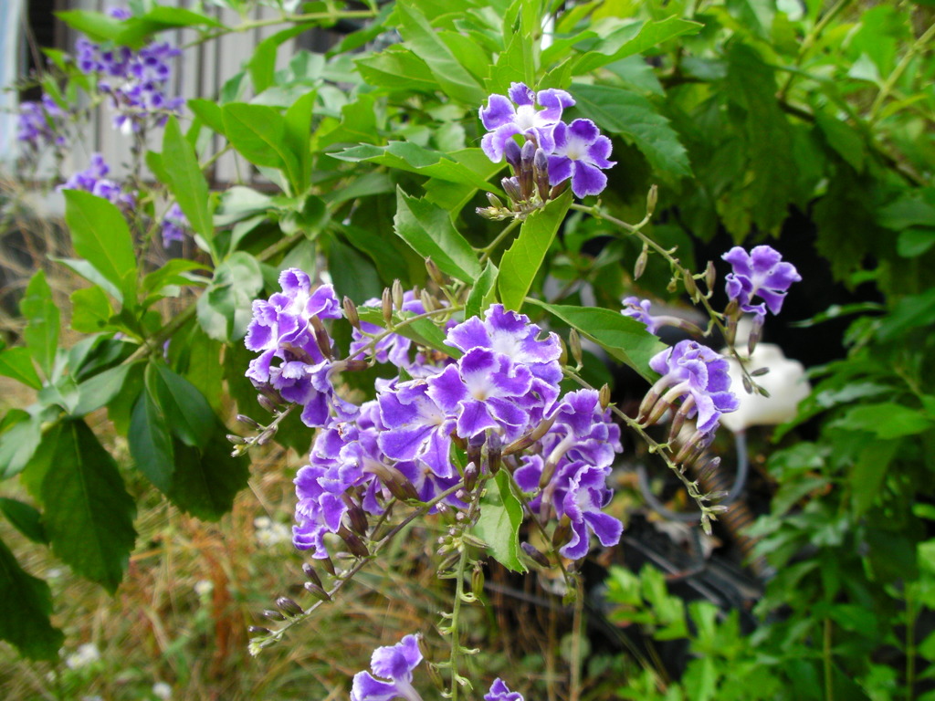 自宅の庭の草花を撮影