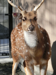 日本平　動物園　鹿