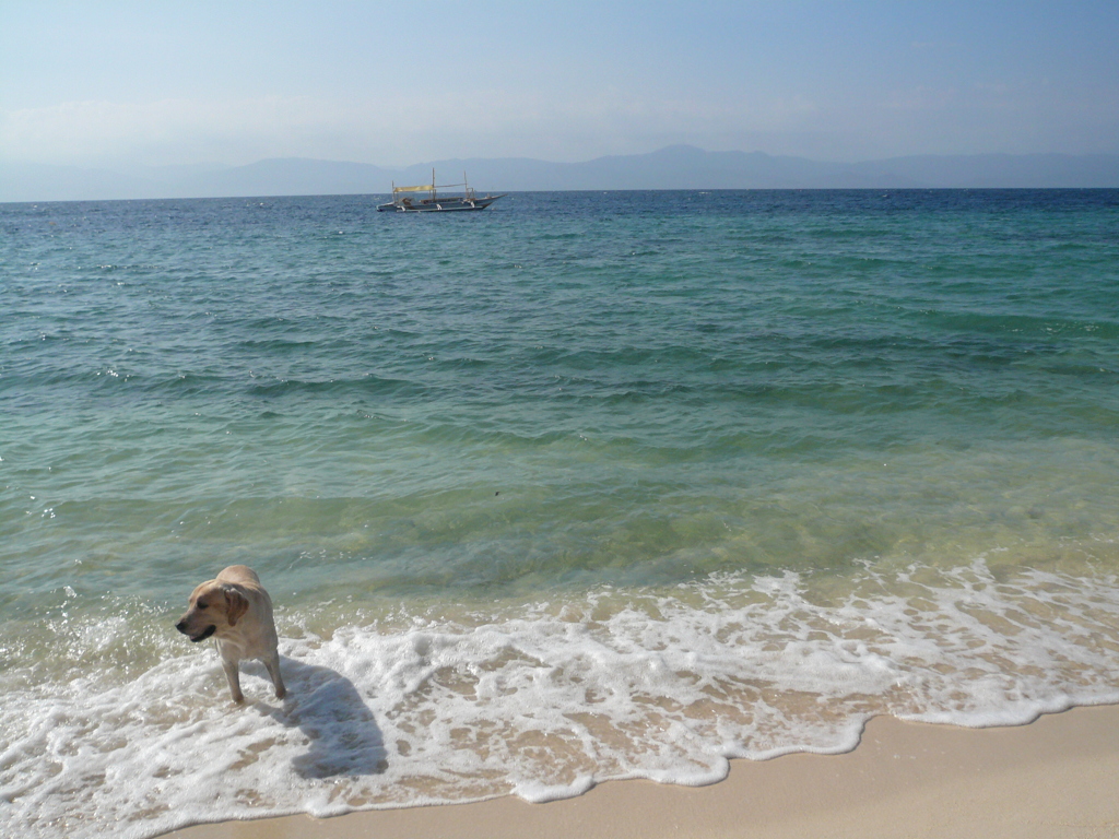 フィリピン　セブ　風景　犬