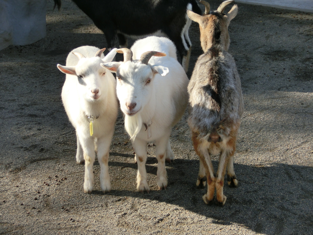 日本平　動物園　ヤギ