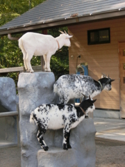日本平　動物園　ヤギ