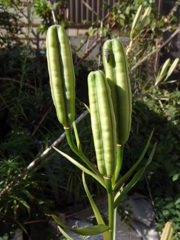 自宅の庭の草花をマクロで撮影