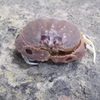 フィリピン　セブ　蟹