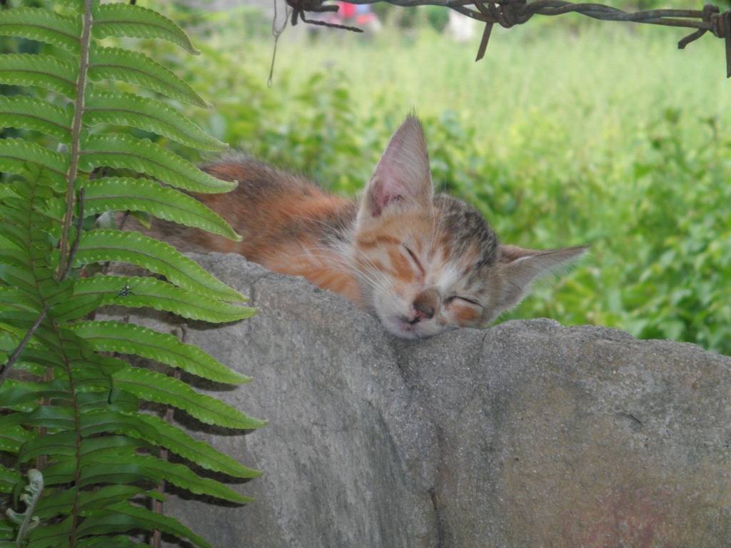 猫　フィリピン　セブ　マクタン島