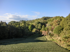 家の近くの山に登って写真をとってきました。