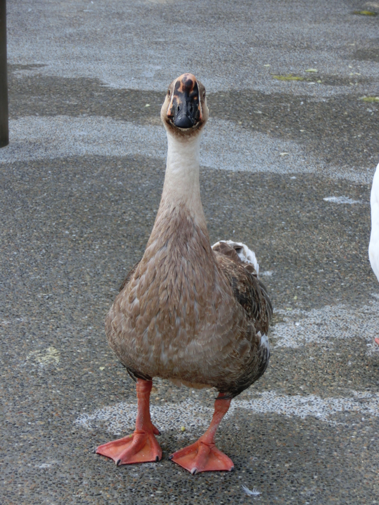 日本平　動物園